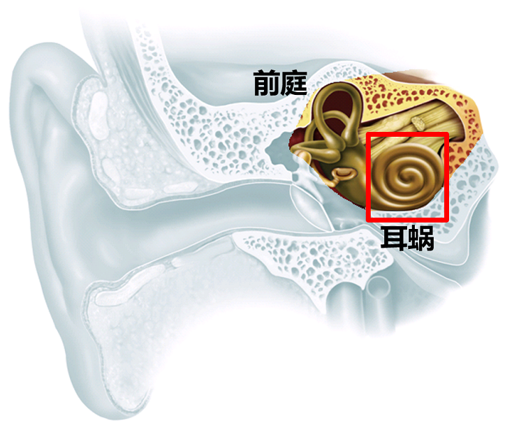 【听力科普】从零开始的日常听力保健（内耳篇上）(图1)